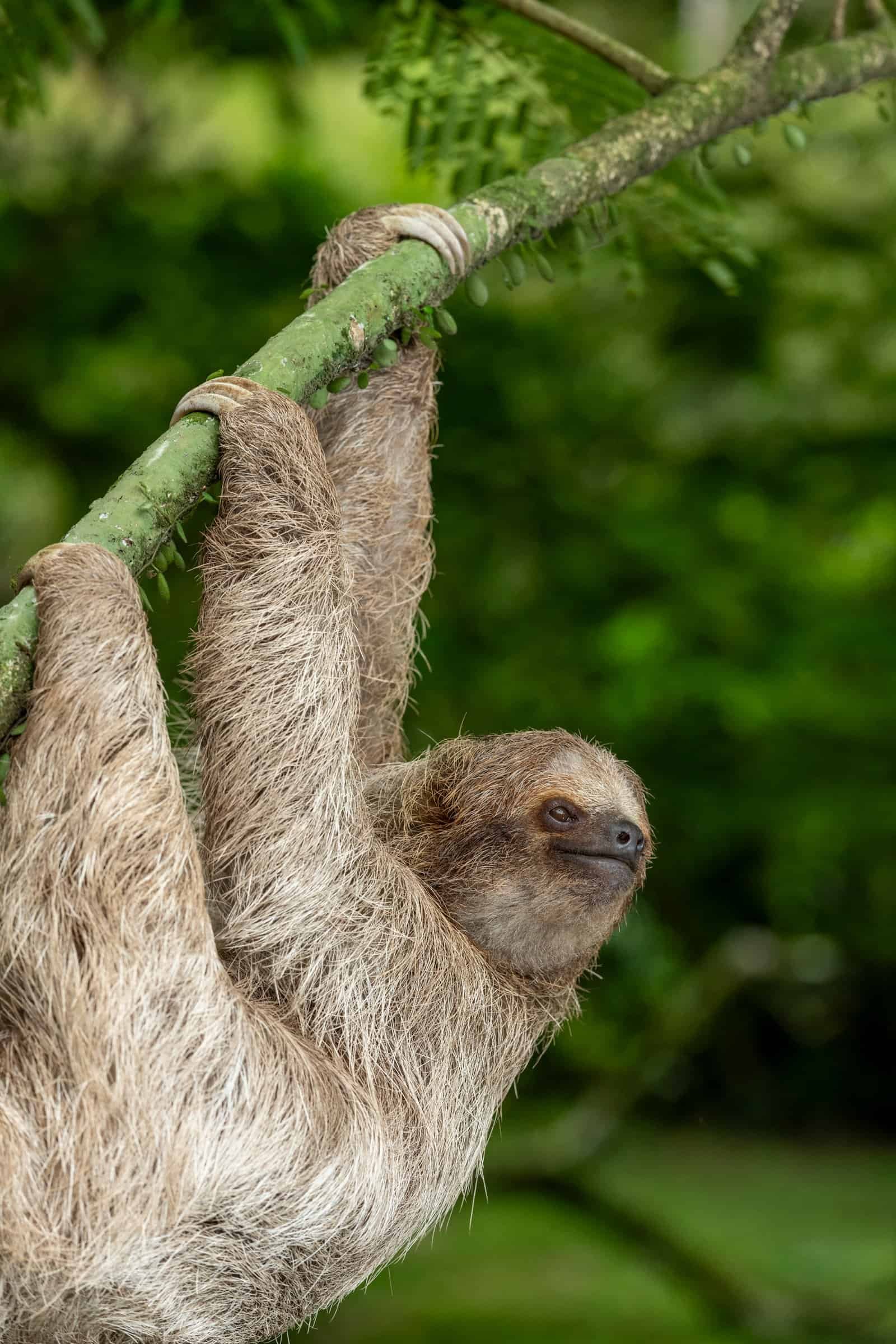 ATTACHMENT DETAILS

brown-throated-three-toed-sloth-bradypus-variegatus-tree-costa-rica