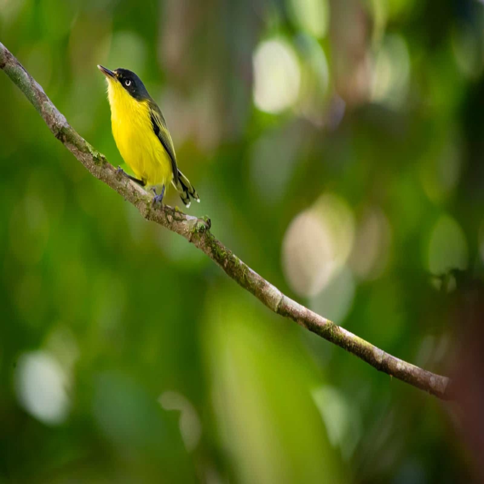 bird in costa rica