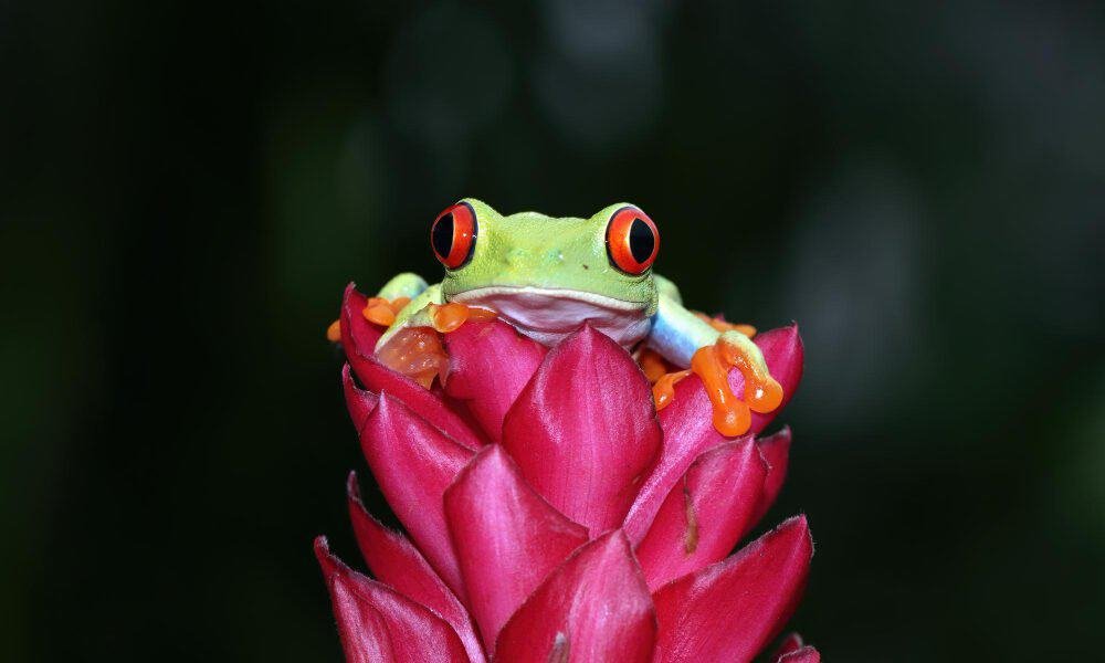 frogs costa rica