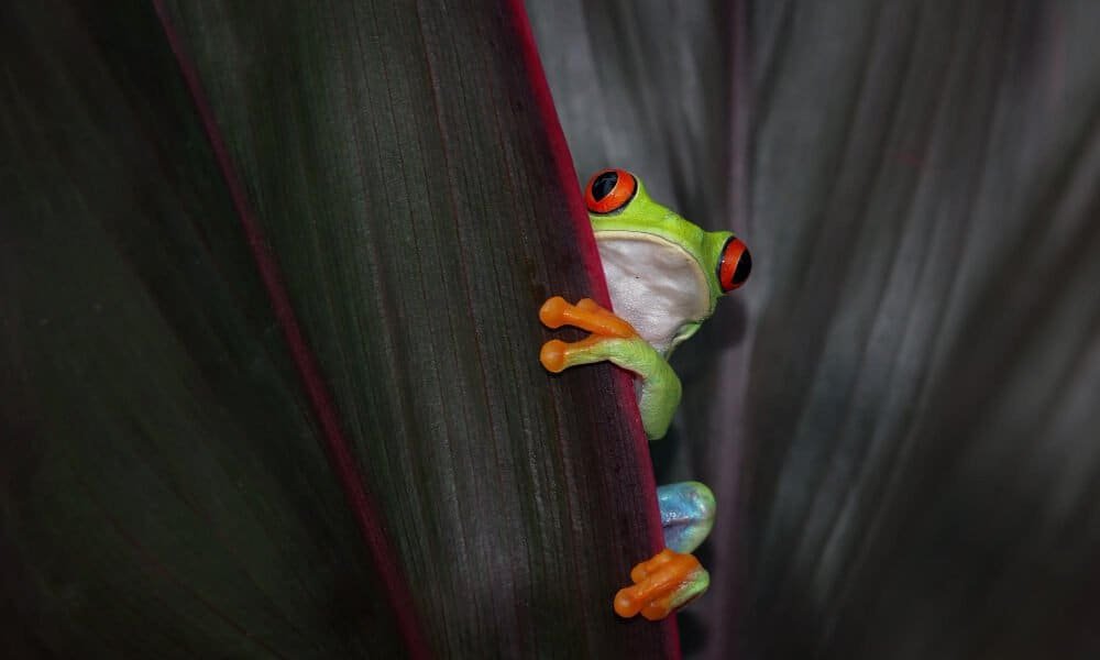 frogs night walk tour