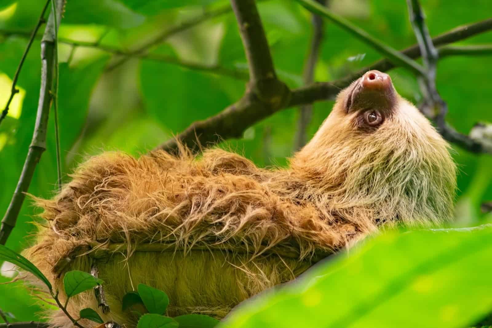 sloth at a tree in mundo de perezosos costa CR